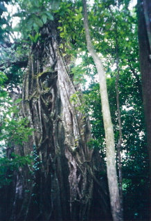 Tree at Daintree